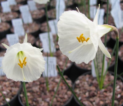 Narcissus Camoro